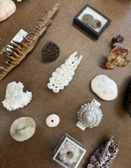 Biomorphic Typography Workshop Anastasiia Raina Anastasiia Raina Associate Professor at RISD