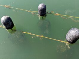 Urchin Futures Biomaterial Research Ceramic-Urchin farm Anastasiia Raina Associate Professor at RISD