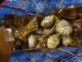 Urchin Futures Biomaterial Research- Kelp Anastasiia Raina Associate Professor at RISD