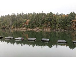 Urchin Futures Biomaterial Research Ceramic-Urchin farm Anastasiia Raina Associate Professor at RISD