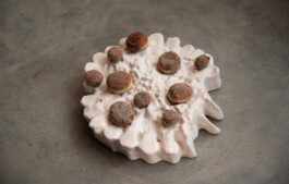 Urchin Futures Biomaterial Research-Urchin Dinner Anastasiia Raina Associate Professor at RISD