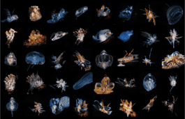 Anastasiia Raina-From Noise To Form-AI generated Marine Creatures Anastasiia Raina Associate Professor at RISD