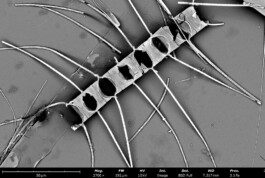 Sem Diatom Anastasiia Raina Associate Professor at RISD