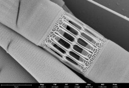 Sem Diatom2 Anastasiia Raina Associate Professor at RISD