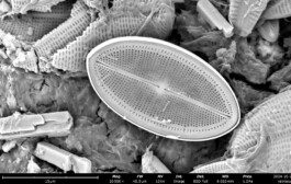 Sem Diatom3 Anastasiia Raina Associate Professor at RISD