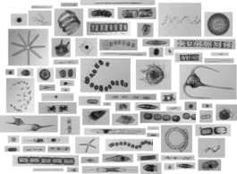 diatoms Anastasiia Raina Associate Professor at RISD